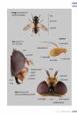 Veldgids Zweefvliegen [Field Guide to Hoverflies]