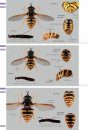 Veldgids Zweefvliegen [Field Guide to Hoverflies]