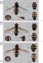 Veldgids Zweefvliegen [Field Guide to Hoverflies]