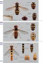 Veldgids Zweefvliegen [Field Guide to Hoverflies]