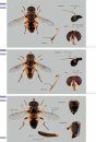 Veldgids Zweefvliegen [Field Guide to Hoverflies]