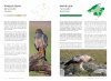 Birds of Mallorca: Where and When to Observe Them / Die Vögel von Mallorca: Wann und Wo Sie zu Beobachten sind