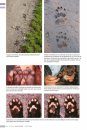 Veldgids Diersporen Europa [Field Guide to Animal Tracks of Europe]
