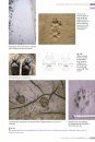 Veldgids Diersporen Europa [Field Guide to Animal Tracks of Europe]