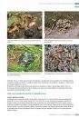 Veldgids Diersporen Europa [Field Guide to Animal Tracks of Europe]