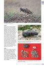 Veldgids Diersporen Europa [Field Guide to Animal Tracks of Europe]