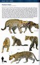 Felids and Hyenas of the World