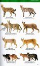 Felids and Hyenas of the World