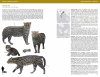 Felids and Hyenas of the World