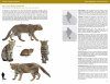 Felids and Hyenas of the World