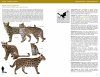 Felids and Hyenas of the World