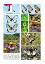 Butterflies of the Levant, Volume 2: Papilionidae, Pieridae & Hesperiidae