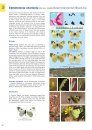 Butterflies of the Levant, Volume 2: Papilionidae, Pieridae & Hesperiidae