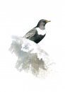 The Ring Ouzel