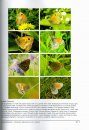 Butterfly Biology Systems