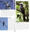 Birds of the Philippines