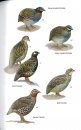 Field Guide to the Birds of Bangladesh