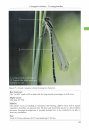 The Dragonflies of Corfu