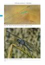The Dragonflies of Corfu