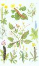 Guide des Chenilles d'Europe: Les Chenilles de Plus de 500 Espèces de Papillons sur 165 Plantes Hôtes [Collins Field Guide to Caterpillars of Britain and Europe]