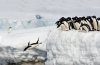Around the World for Penguins
