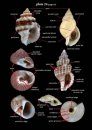 A Guide to Marine Molluscs of Europe