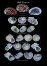 A Guide to Marine Molluscs of Europe