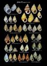 A Guide to Marine Molluscs of Europe