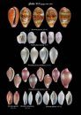 A Guide to Marine Molluscs of Europe