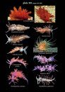A Guide to Marine Molluscs of Europe
