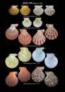 A Guide to Marine Molluscs of Europe