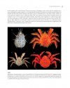 Tropical Deep-Sea Benthos, Volume 31