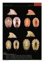 The Fissurellidae from the Philippines with the Description of 26 New Species