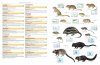 Illustrated Checklist of the Mammals of the World (2-Volume Set)