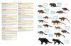 Illustrated Checklist of the Mammals of the World (2-Volume Set)