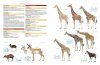 Illustrated Checklist of the Mammals of the World (2-Volume Set)