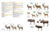 Illustrated Checklist of the Mammals of the World (2-Volume Set)