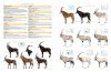 Illustrated Checklist of the Mammals of the World (2-Volume Set)