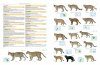 Illustrated Checklist of the Mammals of the World (2-Volume Set)