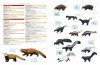 Illustrated Checklist of the Mammals of the World (2-Volume Set)