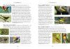 A Naturalist's Guide to the Birds of Vietnam
