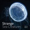 Strange Sea Creatures
