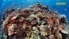 Reef Life