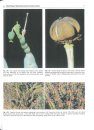 Euphorbia in Southern Africa (2-Volume Set)