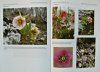 Helleborus and the Helleborastrum Problem