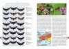 The Natural History of Burnet Moths (Zygaena Fabricius, 1775) (Lepidoptera: Zygaenidae), Part 3 (2-Volume Set)