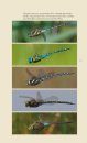 Veldgids Libellen [Field Guide to Dragonflies]