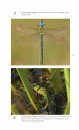 Veldgids Libellen [Field Guide to Dragonflies]
