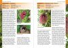 Tropical Plants / Tropske Rastline