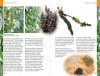 Tropical Plants / Tropske Rastline